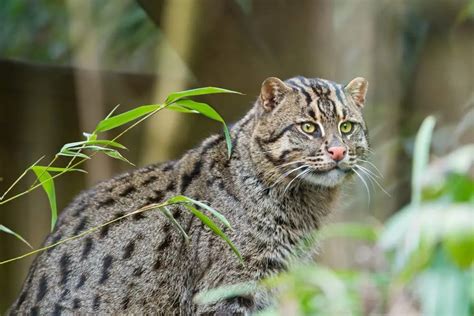 The Asian Fishing Cat Surviving Urban Jungles In Sri Lanka