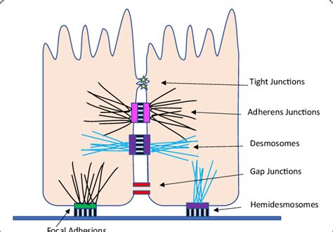 Cell junctions are especially important in enabling communication between neighboring cells via specialized proteins called communicating junctions. Six major types of cell junctions in the intestinal ...