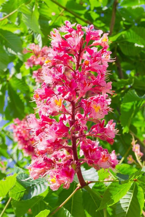 Flower Of Red Horse Chestnut Closeup Stock Image Image Of Green Park