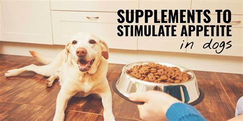 7 Best Supplements To Stimulate Appetite In Dogs Types List And Faq