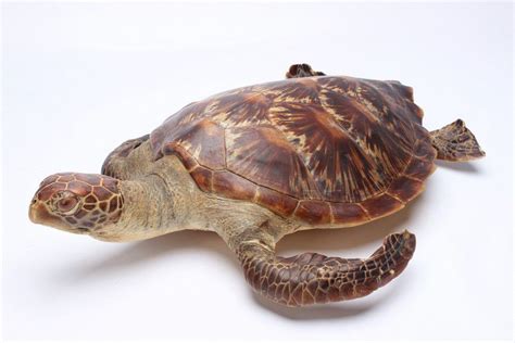 Preserved Green Sea Turtle Cm Natural History Industry Science
