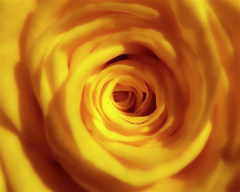 Yellow And Beautiful Photograph By Johanna Hurmerinta Pixels