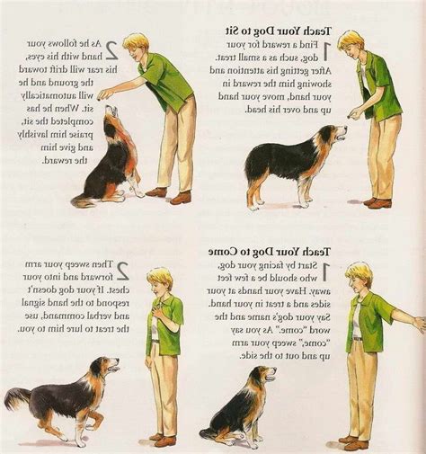 Best pet training recommendations for dogs and cats from peoplelovinganimals.com. How To Train Your Dog To Sit | petswithlove.us