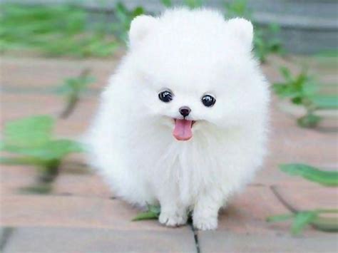 Download Wallpaper Gambar Anjing Lucu