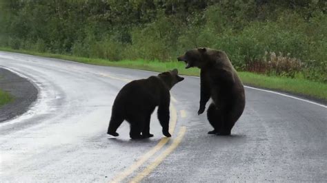 two bears fighting in middle of road in british columbia youtube