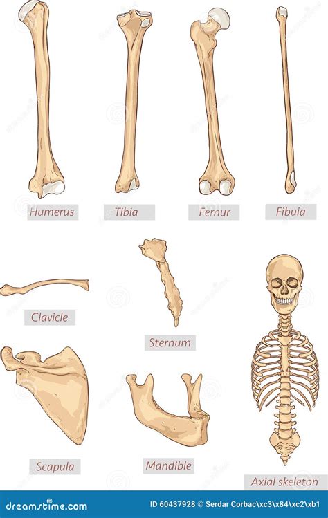 Axial Skeleton Parts With Human Skeleton Skull And Ribs Outline Diagram