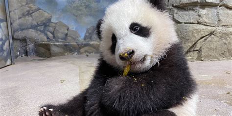 Top 8 Giant Panda Moments in January 2021 | Smithsonian's National Zoo