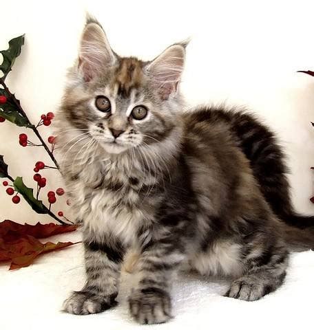 We got a cat for my mom. Maine Coon Kittens FOR SALE ADOPTION from Southend On Sea ...