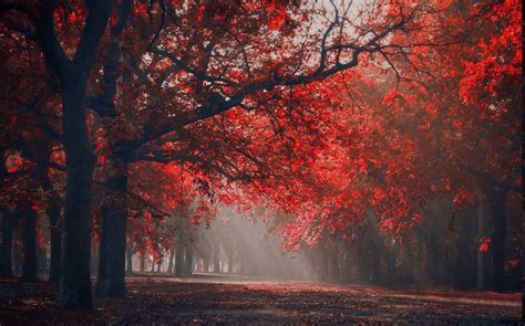 Fondos De Pantalla Luz De Sol Árboles Paisaje Bosque Otoño Hojas