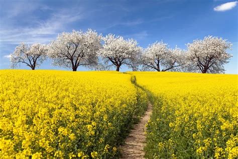 Rapeseed Stock Photos Royalty Free Rapeseed Images Depositphotos
