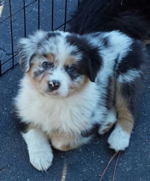 They will make the prefect family. Australian Shepherd puppy for sale in OCALA, FL. ADN-39290 ...