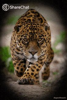 Jaguar GIFs | Tenor
