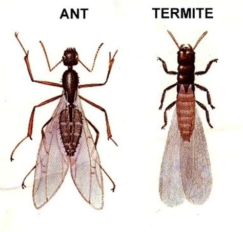 Termites Vs Carpenter Ants Green Giant Home And Commercial