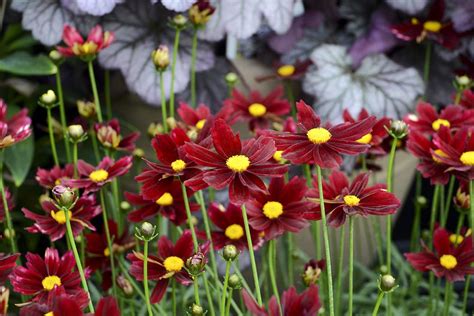 I love perennials because they coreopsis bloom time: Long Blooming Perennials Zone 8 | Garden Design Ideas