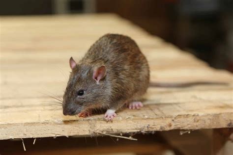 Info Roditori Il Comportamento Dei Ratti