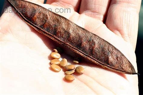 It develops 6 to 10 inches wide trunk that can grow 15 to 30 feet in height. PlantFiles Pictures: Cercis Species, Eastern Redbud ...