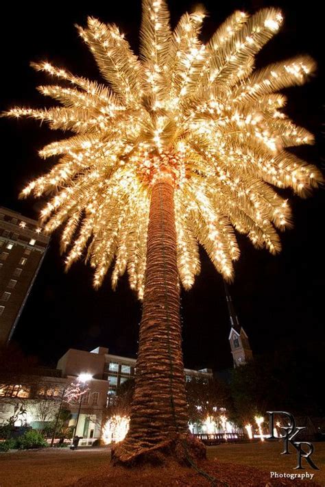 Some actually consider the christmas tree palm leaves to be prettier in presentation with the nice curve they have to them. SPECTACULAR! Palm Christmas tree. Marion Square in 2019 ...