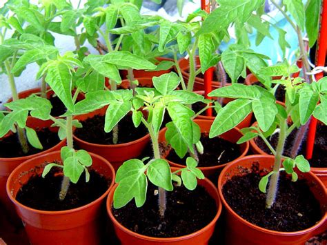 How To Grow Tomatoes In Pots The Garden Of Eaden