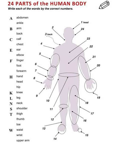 Parts Of The Human Body English Vocabulary Learn English Vocabulary