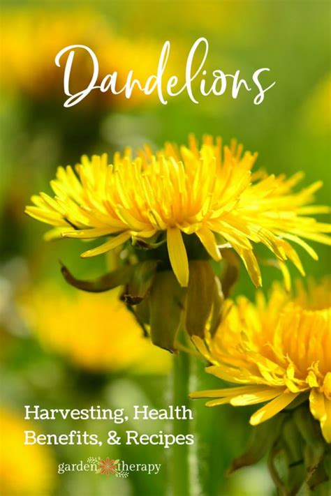 Tips For Eating And Harvesting Dandelions