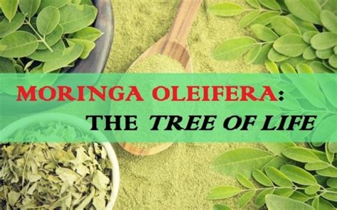 Moringa Oleifera The Tree Of Life