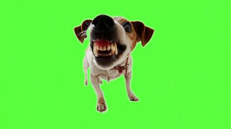 Animated Crazy Angry Barking Dog Green Screen Footage 2 Youtube