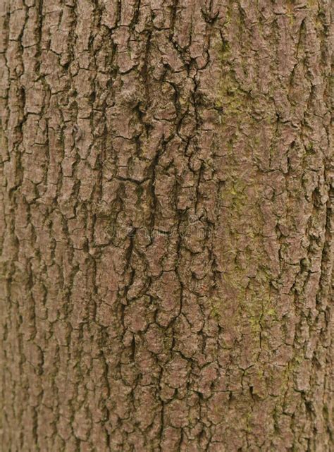 Tree Bark Close Up Bark Of Deciduous Trees Stock Image Image Of