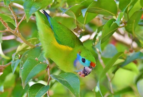 Double Eyed Fig Parrot Image Id 37881