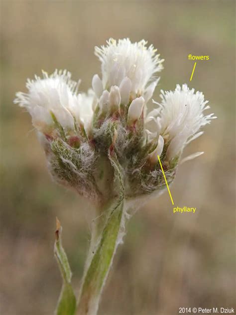 Antennaria Neglecta Field Pussytoes Minnesota Wildflowers