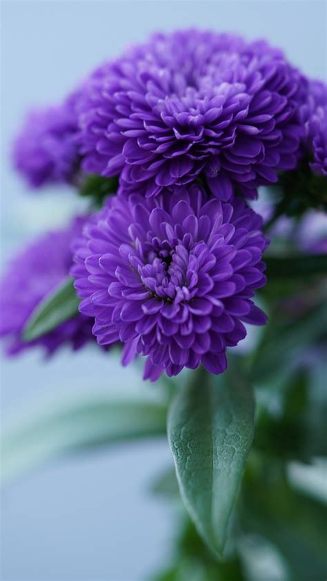Chrysanthemum Flowers Purple Free Photo On Pixabay Pixabay