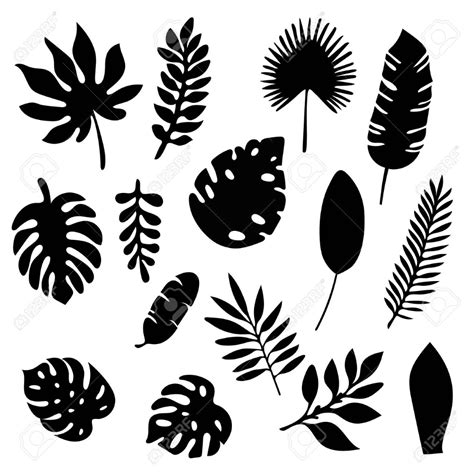 Palm Leaves Silhouettes Set Isolated On White Background Tropical Leaf
