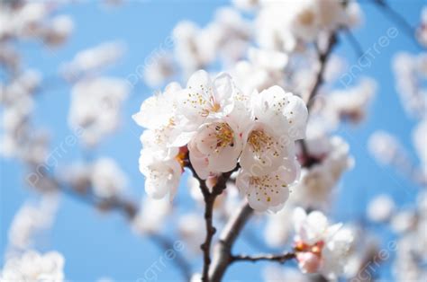 Beautiful Cherry Blossoms Under The Blue Sky Background Blue Sky