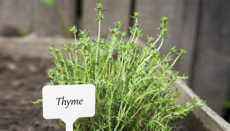 Growing Thyme In A Garden What You Need To Know For Success Rennie