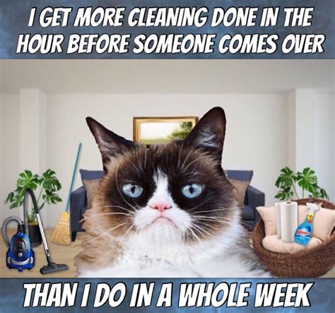 Grumpy Cat Memes Clean Funny How To Do Thing