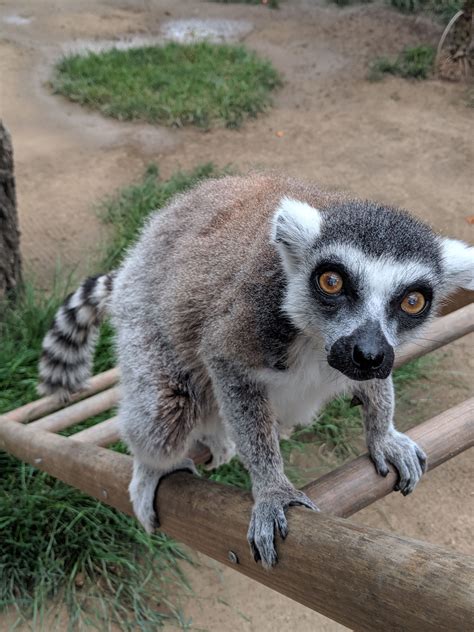Flywheel started in 2012 with a strong, singular mission: The Case of the Stolen Lemur — FBI