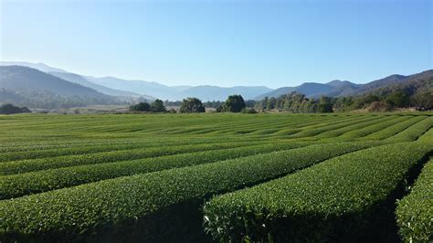 Growing Green Tea In Victoria Australia American