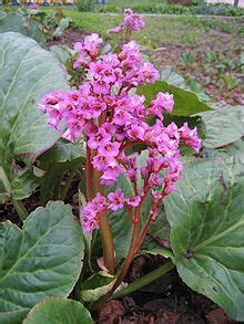 Корень бадана толстолистного / bergenia crassifolia помогает при жаре в лёгких и печени. Bergenia - Wikipedia
