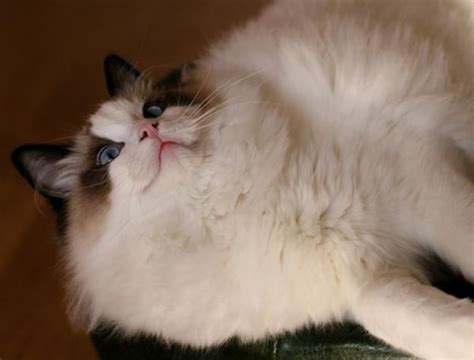 Ragdoll Cats Are Gentle Laid Back And Extra Fluffy Pup Dog