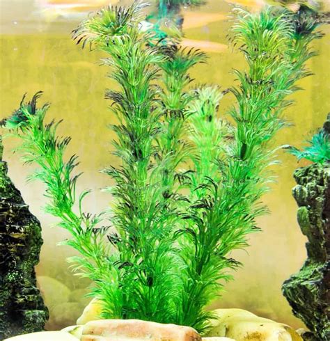 10 Best Floating Aquarium Plants For Beginners Planted Aquarium Best