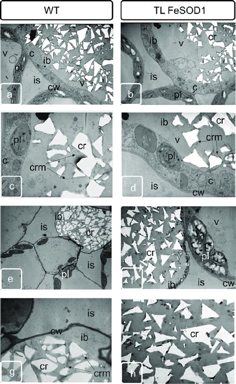 Transmission Electron Microscopy Of Leaf Parenchyma Idioblasts From Wt