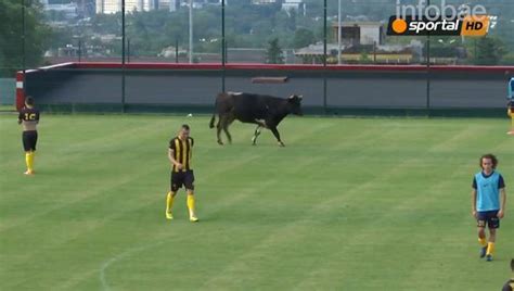 Insólito Una Vaca Se Metió A La Cancha Durante Un Partido De Fútbol