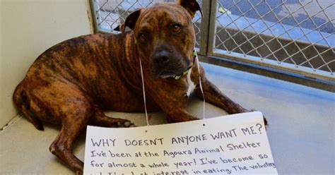 You can get into trouble with facebook if you make $$$$ selling groups and. Brokenhearted Shelter Dog Stops Eating Because No One ...