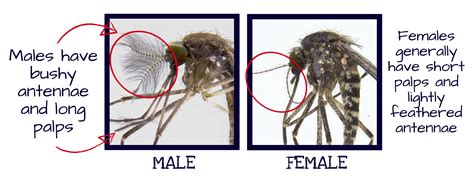 Adult Mosquito Identification