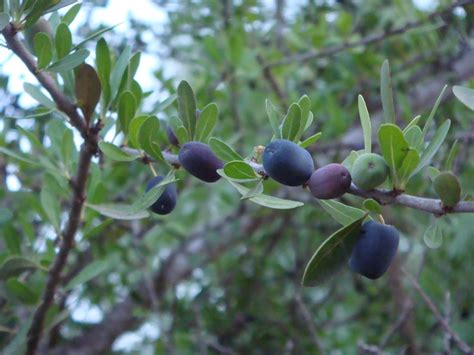 Check spelling or type a new query. Woods Roamer: Coma Brushland Fruit