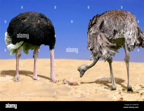 Ostrich Head In Sand Hi Res Stock Photography And Images Alamy