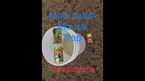 The Best Mouse Trap The Bucket Trap Youtube 4dd