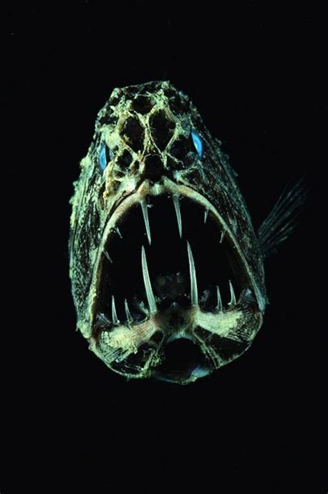 17 Best Images About Deep Sea Aliens On Pinterest The