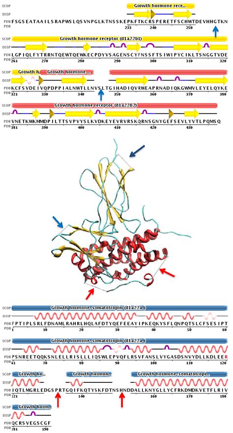 Growth hormone deficiency (too little gh) and some other health. File:Remark465 1a22 HUMAN GROWTH HORMONE BOUND TO SINGLE ...