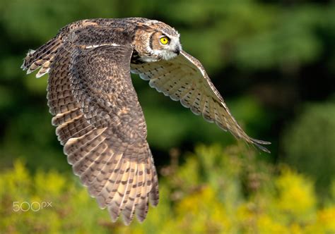 Great Horned Owl In Flight C By Peter K Burian On 500px Great Horned