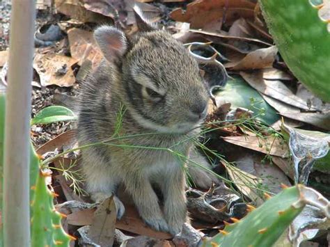 We did not find results for: Bunnies in the garden - The Southern Agrarian